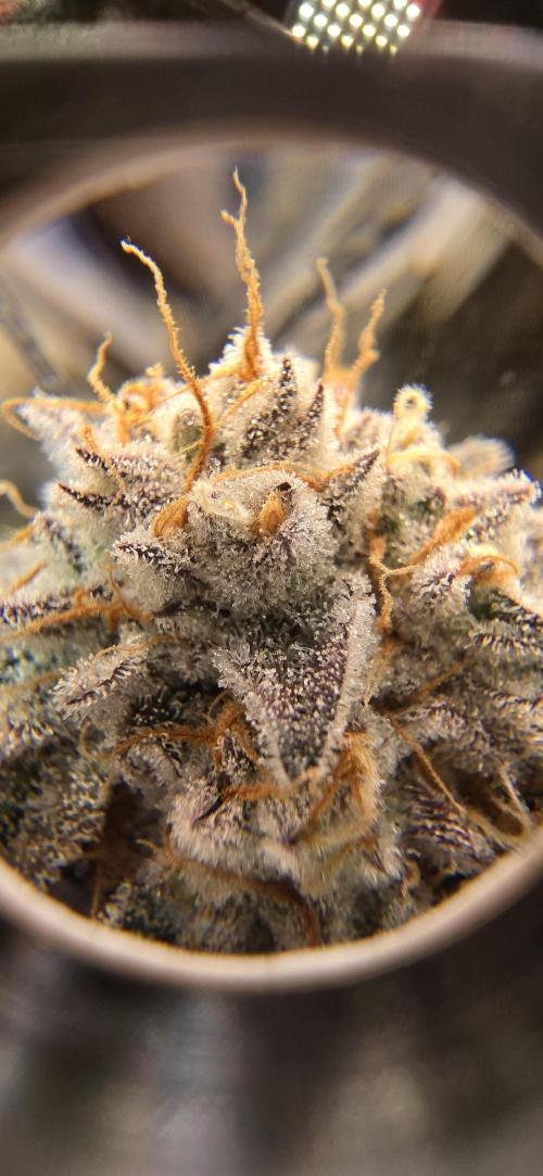 Dantes inferno #8 mile high dave cut. Week 16