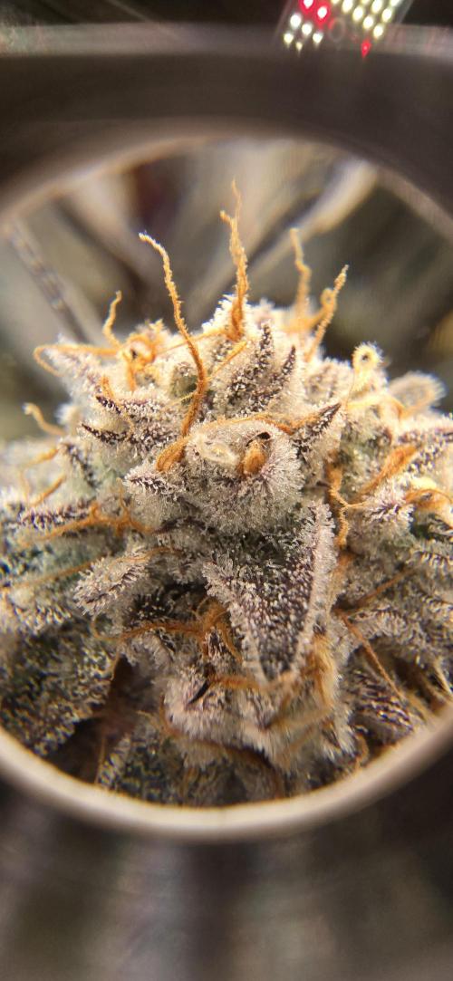 Dantes inferno #8 mile high dave cut. Week 16