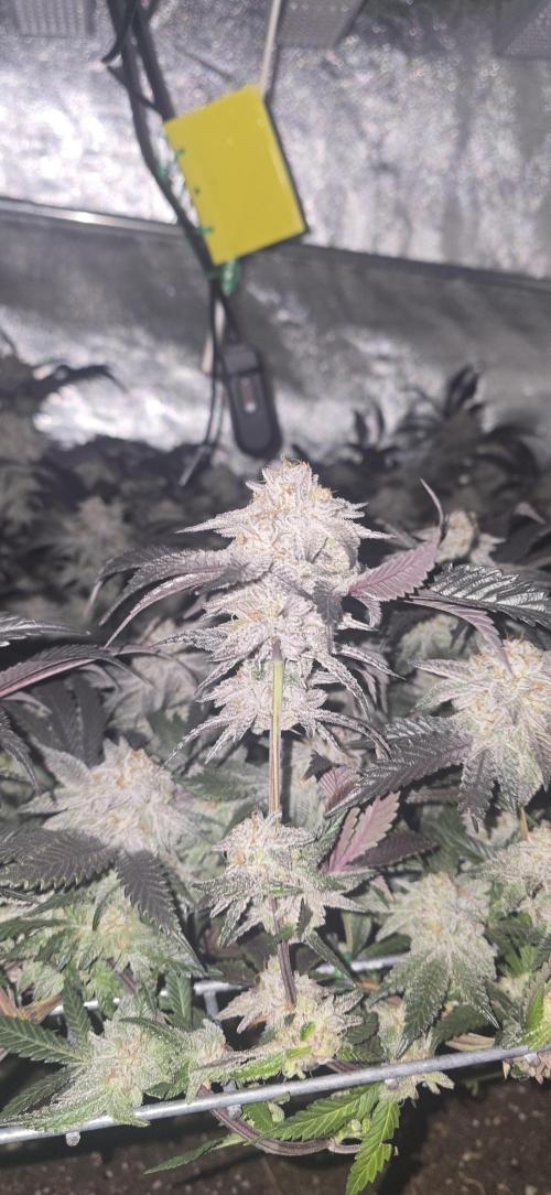 Dantes inferno #8 mile high dave cut. Week 16