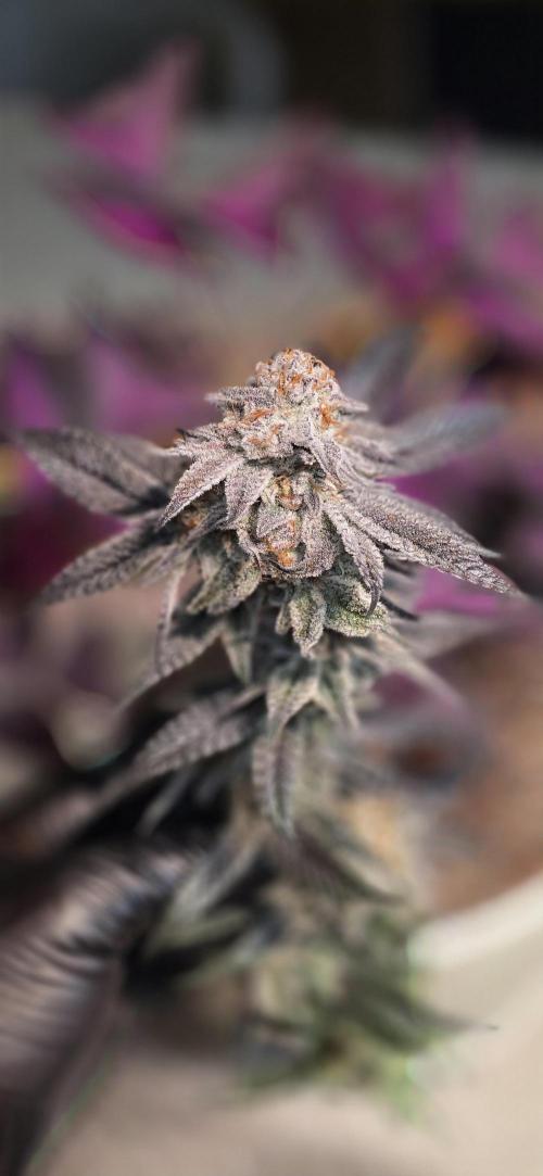 Dantes inferno #8 mile high dave cut. Week 17