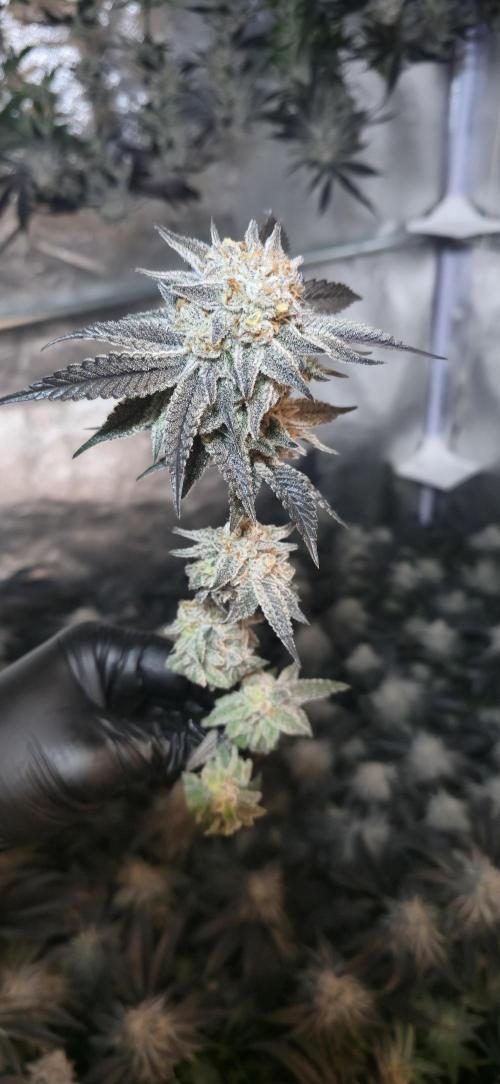 Dantes inferno #8 mile high dave cut. Week 17