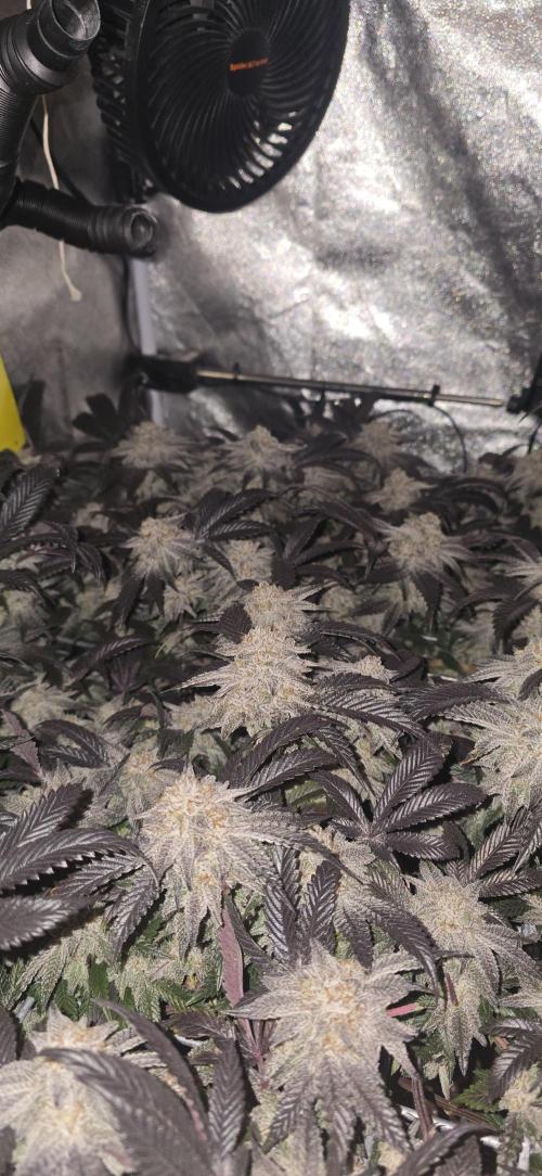 Dantes inferno #8 mile high dave cut. Week 17