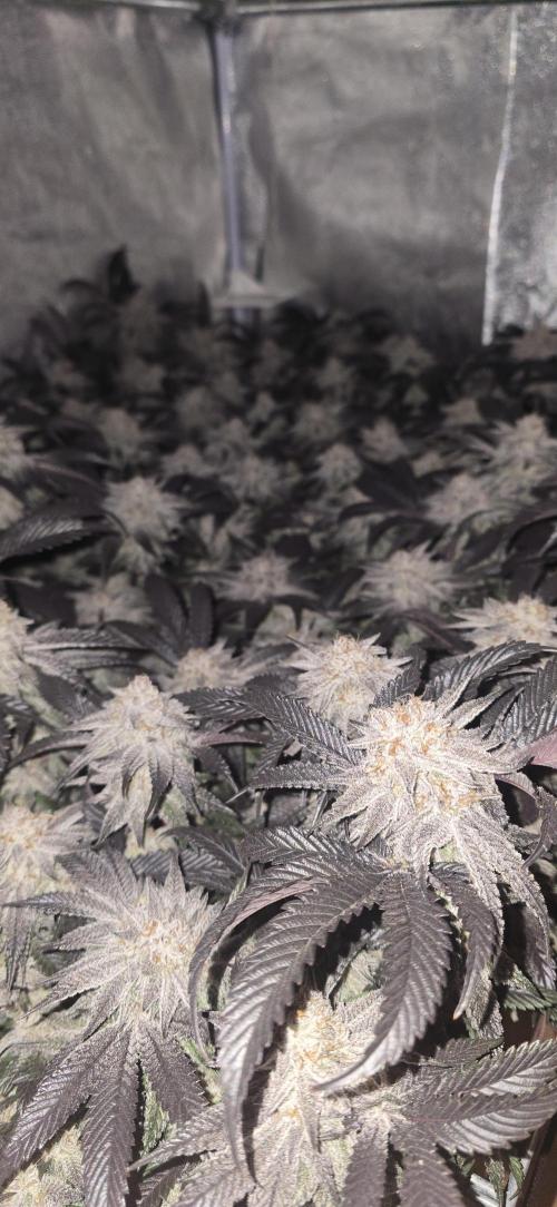 Dantes inferno #8 mile high dave cut. Week 17