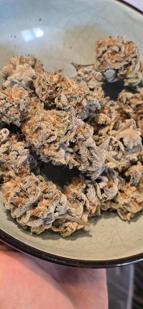 Dantes inferno #8 mile high dave cut. Week 17
