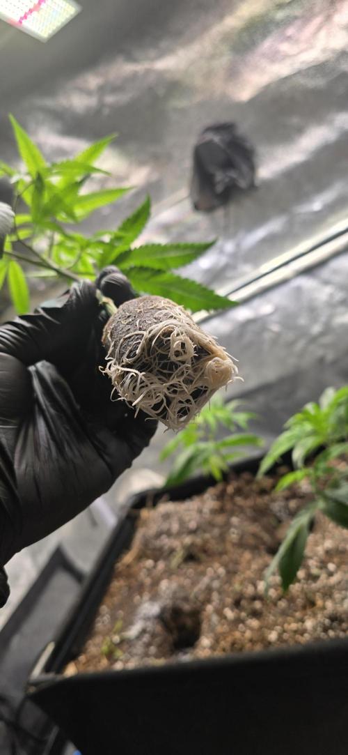 Sour Frootz Karma Genetics. Week 1