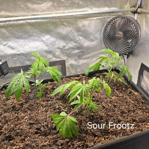 Sour Frootz Karma Genetics. Week 1
