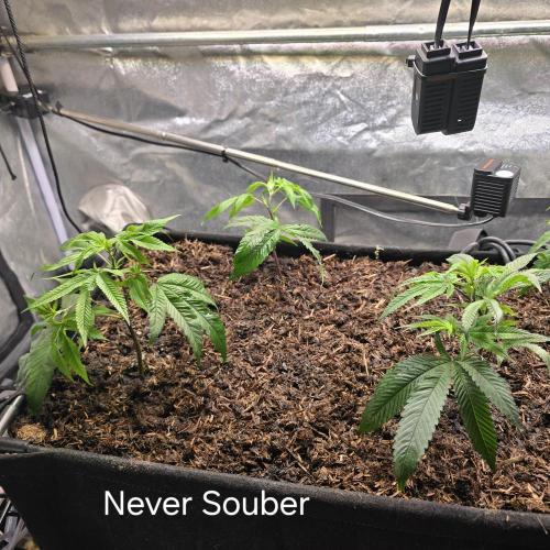 Never Sober Sin City Seeds. Week 1