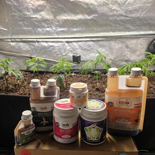 Never Sober Sin City Seeds. Week 1
