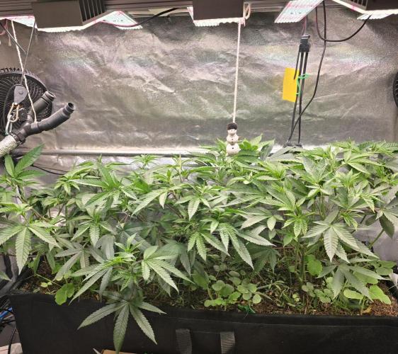 Sour Frootz Karma Genetics. Week 2