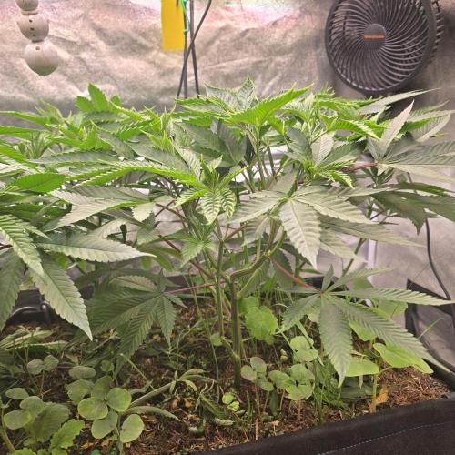 Sour Frootz Karma Genetics. Week 2