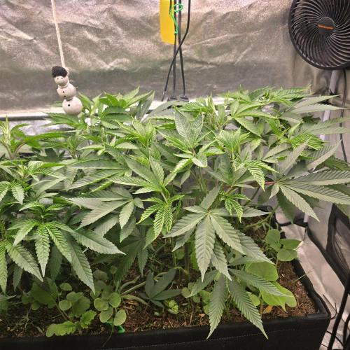 Sour Frootz Karma Genetics. Week 2