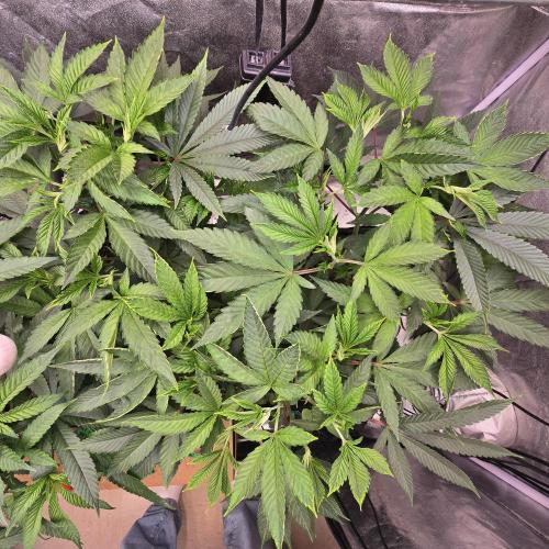 Sour Frootz Karma Genetics. Week 2