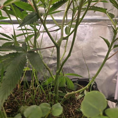 Sour Frootz Karma Genetics. Week 2