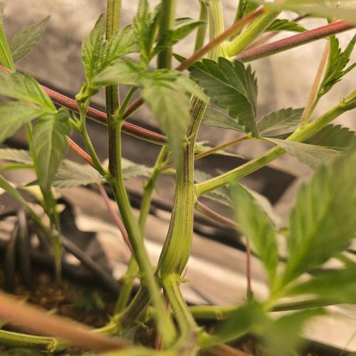 Sour Frootz Karma Genetics. Week 2