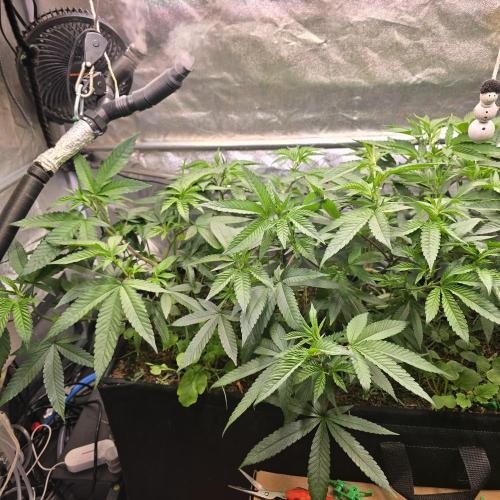 Never Sober Sin City Seeds. Week 2