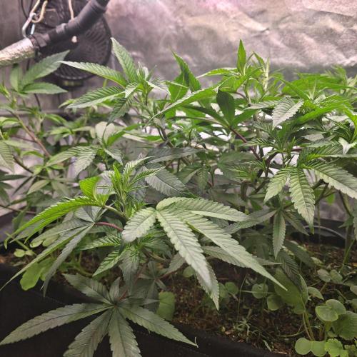 Never Sober Sin City Seeds. Week 2