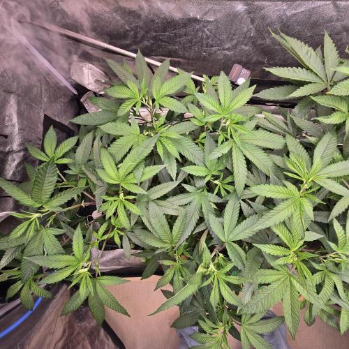 Never Sober Sin City Seeds. Week 2