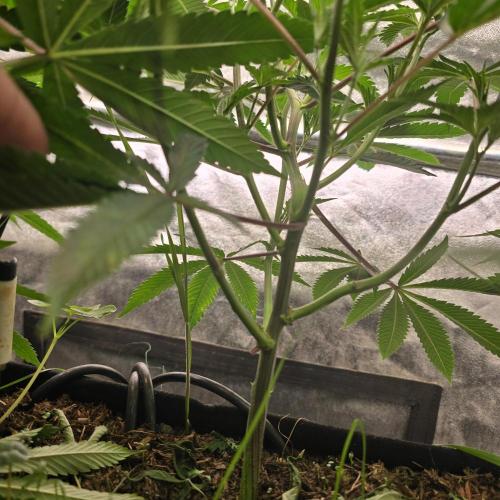 Never Sober Sin City Seeds. Week 2