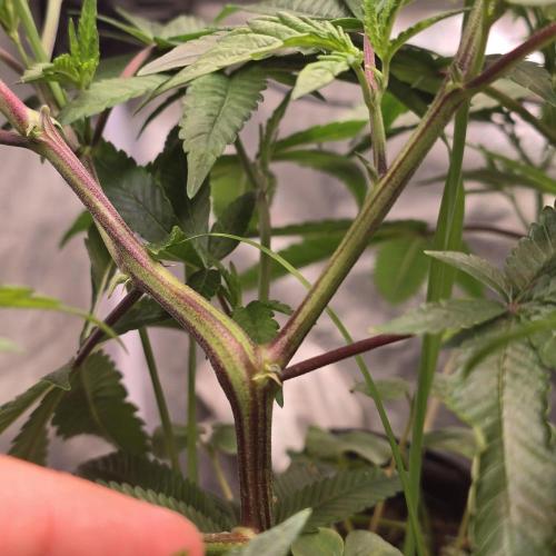 Never Sober Sin City Seeds. Week 2