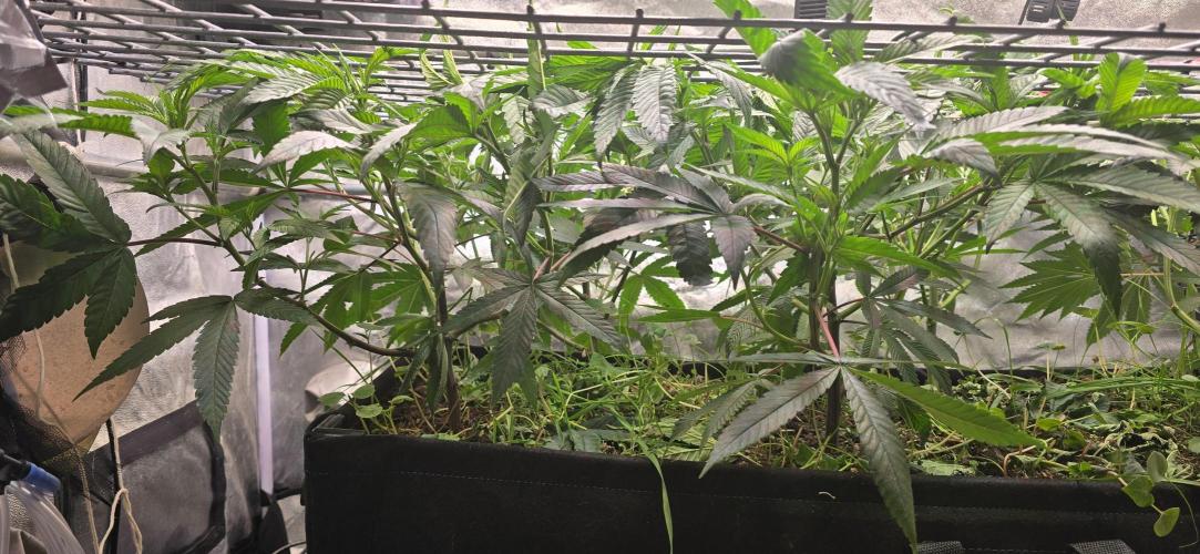 Never Sober Sin City Seeds. Week 3