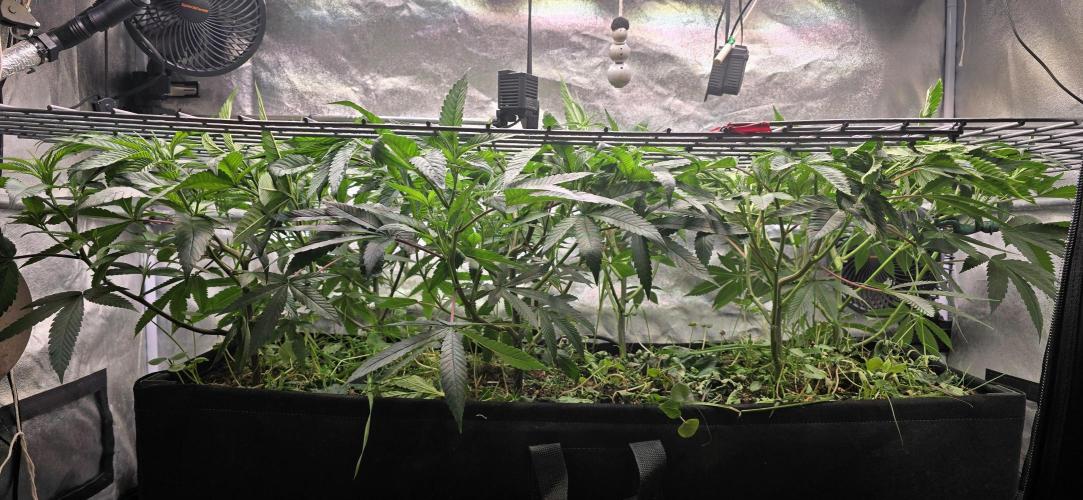 Sour Frootz Karma Genetics. Week 3