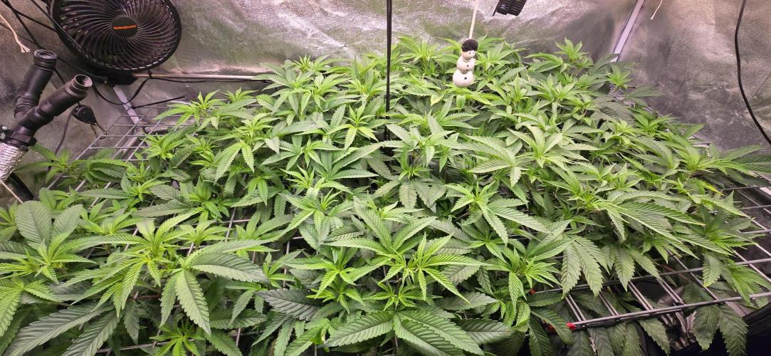 Sour Frootz Karma Genetics. Week 4