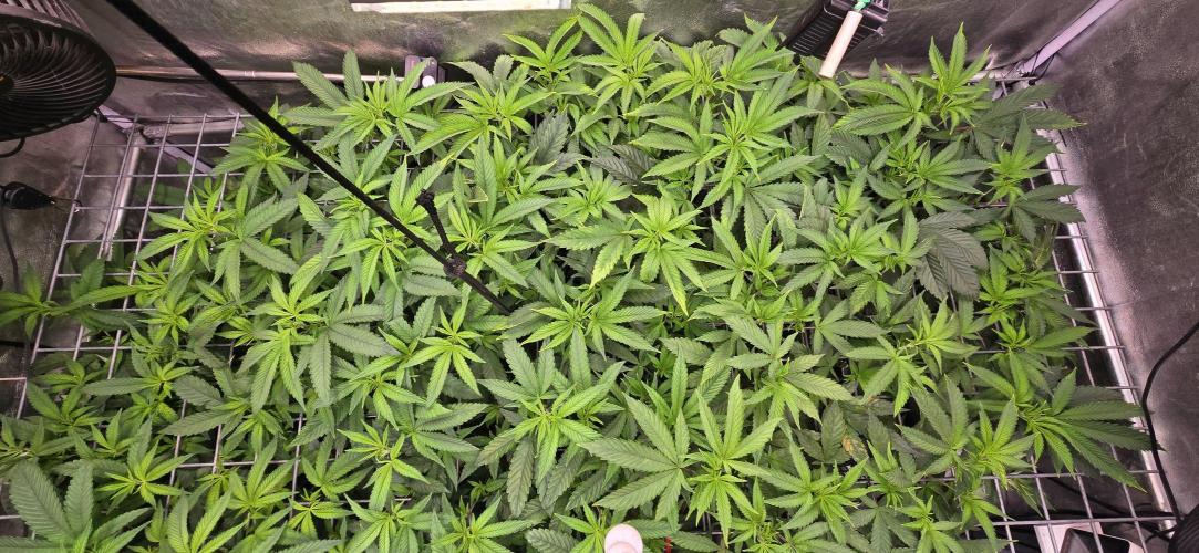 Sour Frootz Karma Genetics. Week 4
