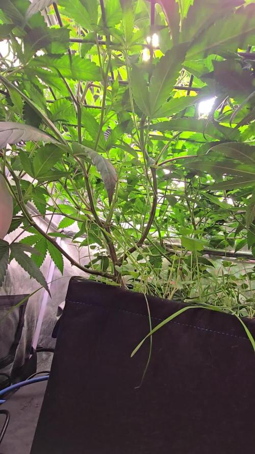 Sour Frootz Karma Genetics