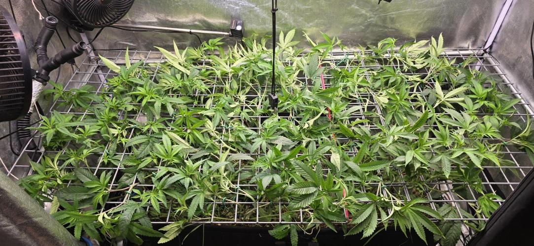 Sour Frootz Karma Genetics. Week 4