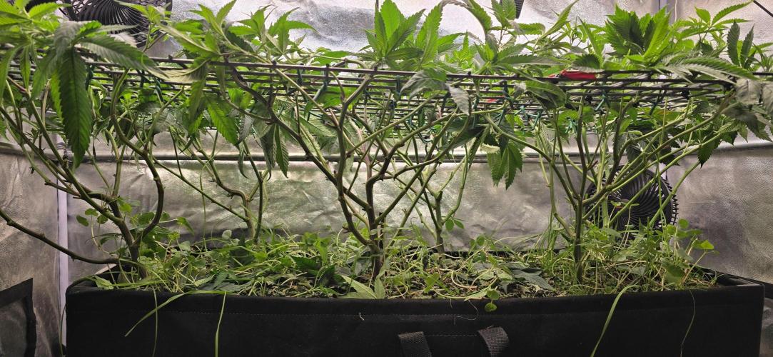 Sour Frootz Karma Genetics. Week 4