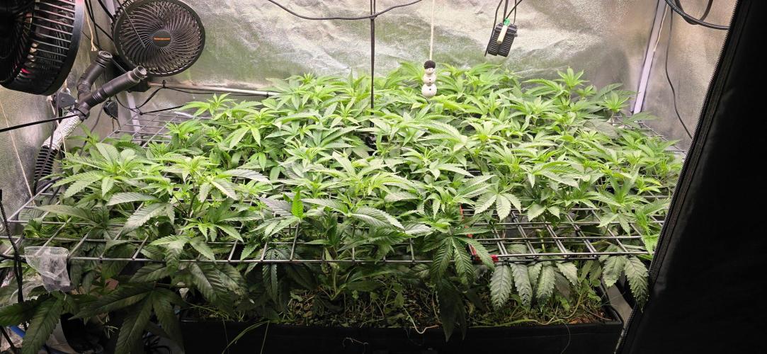 Sour Frootz Karma Genetics. Week 4