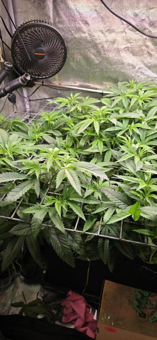 Never Sober Sin City Seeds. Week 4