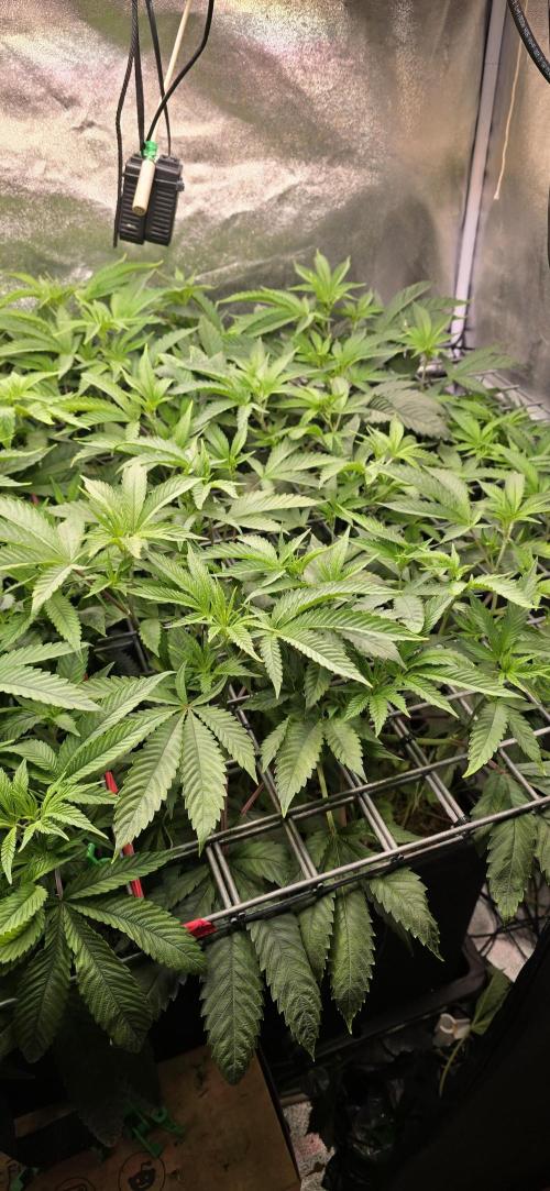 Never Sober Sin City Seeds. Week 4