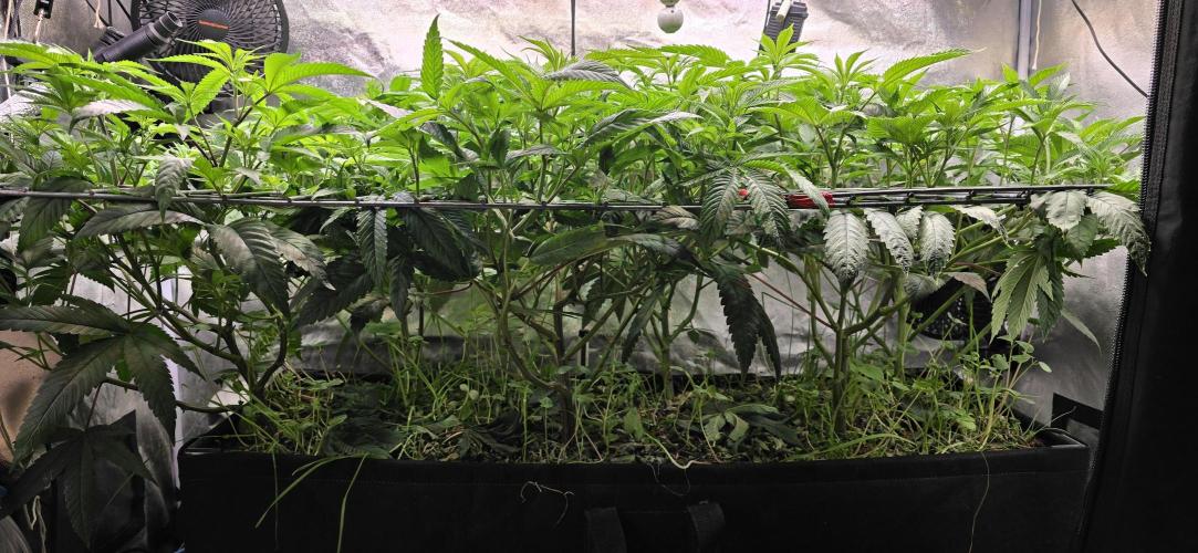 Never Sober Sin City Seeds. Week 4