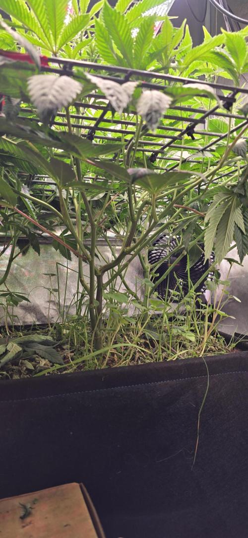 Never Sober Sin City Seeds. Week 4