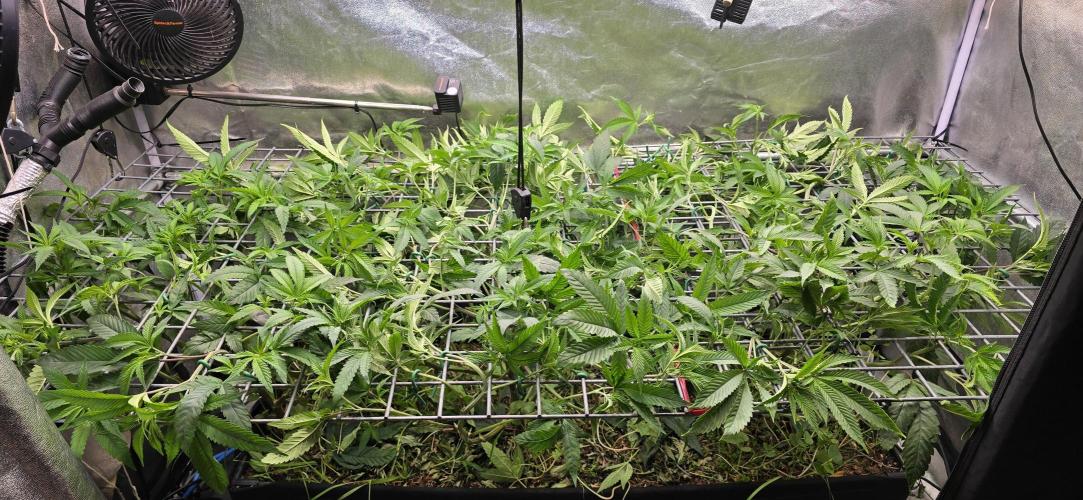 Never Sober Sin City Seeds. Week 4
