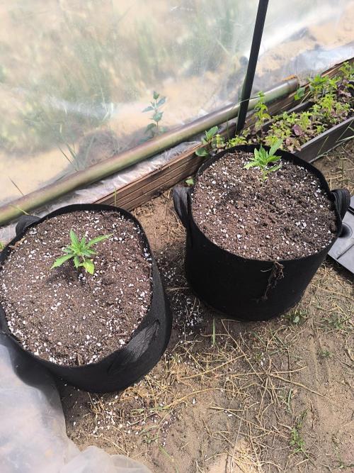 Northern Light Automatic. Week 1