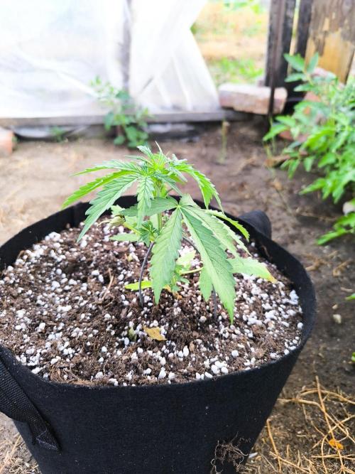 Northern Light Automatic. Week 2