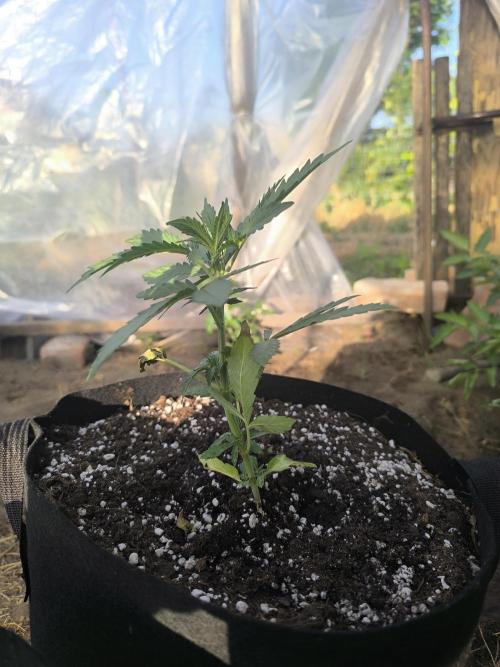 Northern Light Auto. Week 2