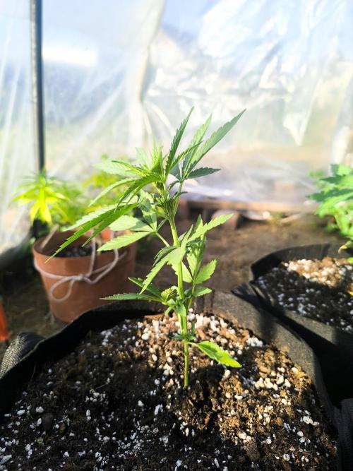 Northern Light Auto. Week 2