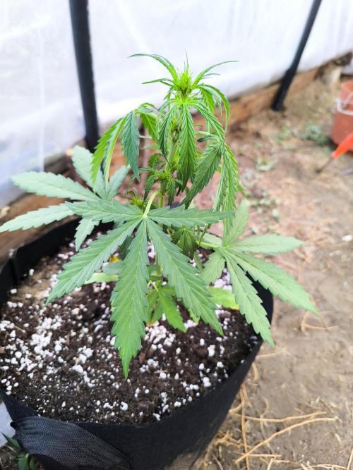 Northern Light Auto. Week 3 - 07.04