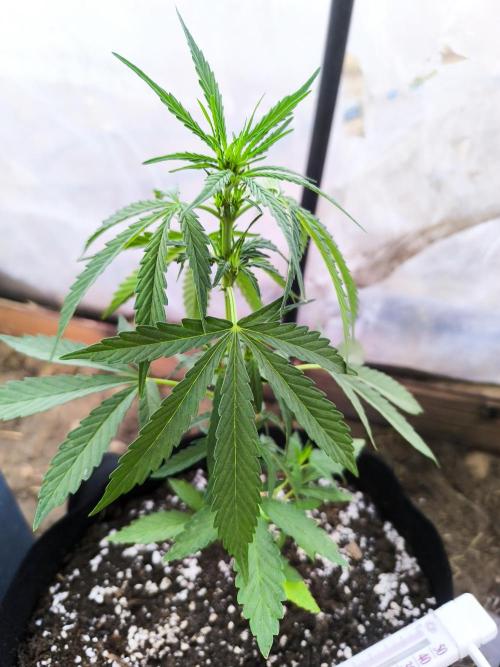 Northern Light Auto. Week 3 - 07.04