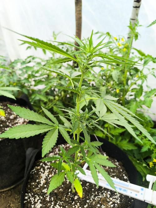 Northern Light Auto. Week 3 - 07.06