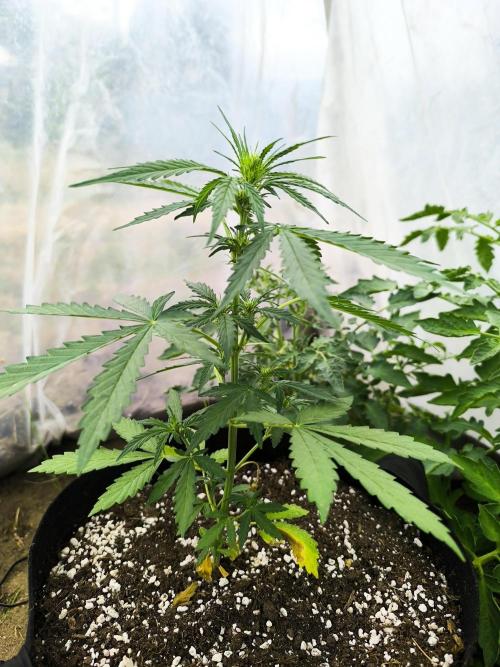 Northern Light Auto. Week 3 - 07.06