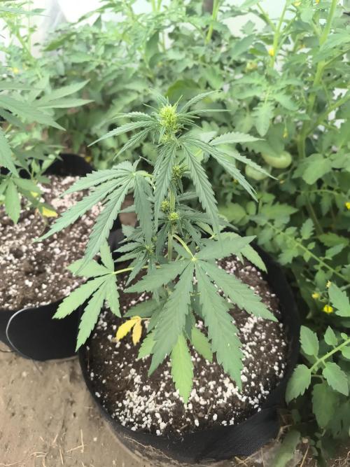 Northern Light Auto. Week 3 - 2026.07.08