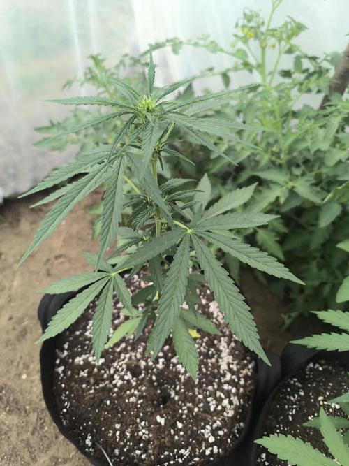 Northern Light Auto. Week 3 - 07.08