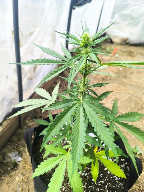 Northern Light Auto. Week 4 - 2026.07.8.