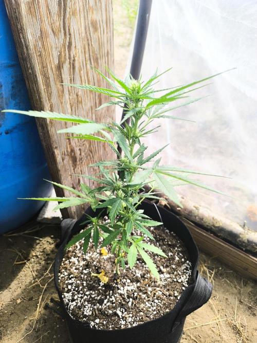 Northern Light Auto. Week 4 - 07.11.