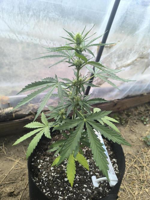 Northern Light Auto. Week 4 - 07.11