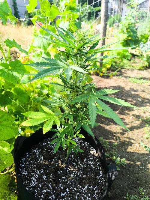 Northern Light Auto. Week 5 - 2026.07.19.